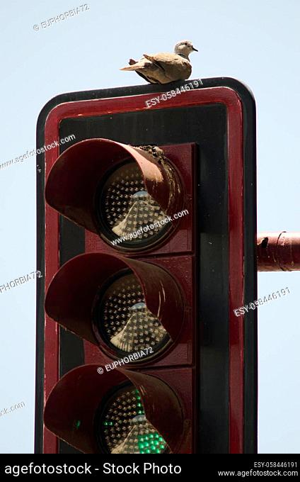 Eurasian collared dove Streptopelia decaocto resting on a traffic light. Aguimes. Gran Canaria. Canary Islands. Spain