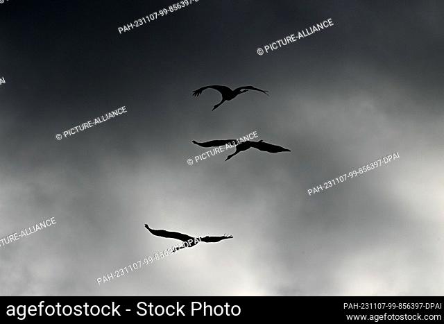 07 November 2023, Saxony-Anhalt, Vehlgast: Three cranes fly in the sky under dark clouds. The birds are currently stopping off in the region around Havelberg on...
