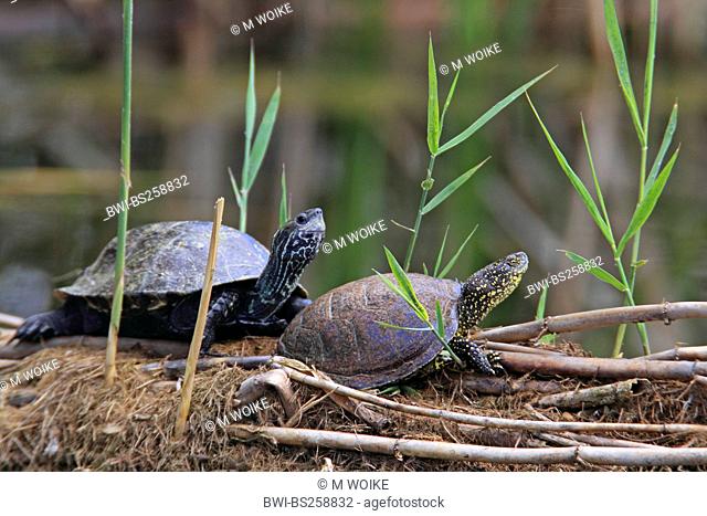 European pond terrapin, European pond turtle, European pond tortoise Emys orbicularis, European pond terrapin and Caspian terrapin Mauremys caspica, Greece