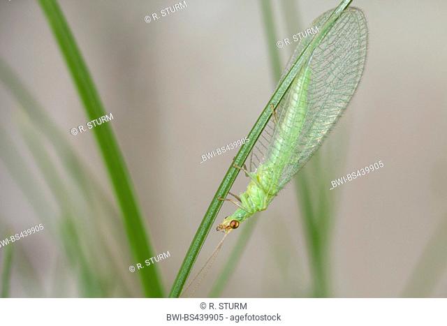 Green lacewings, Green lace-wings (Chrysoperla carnea, Chrysopa carnea, Anisochrysa carnea), sitting at a grass blade, Germany, Bavaria