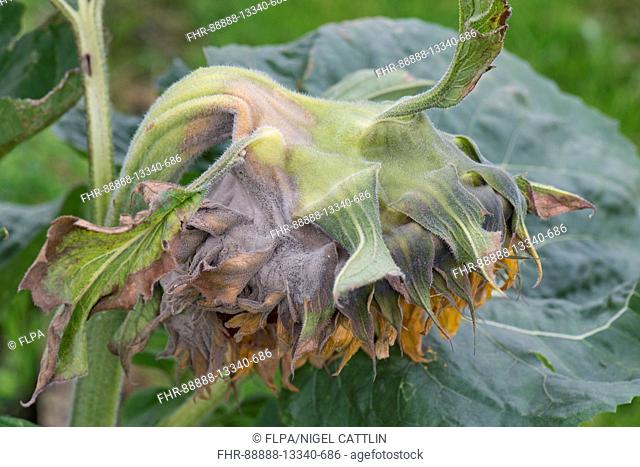 Grey mould, Botrytis cinerea, on a large sunflower flower as it begins to go to seed
