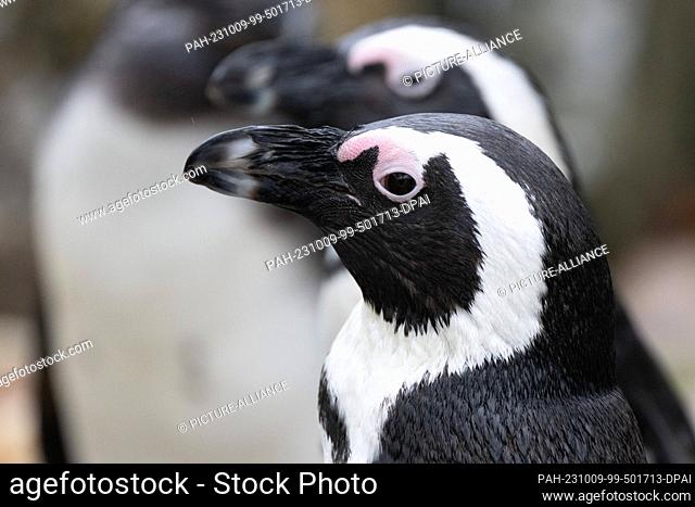 09 October 2023, Saxony, Hoyerswerda: Jackass penguins (Spheniscus demersus) stand in their enclosure at the zoo. Since the beginning of September