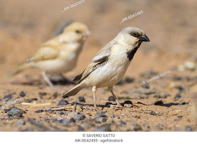 Desert Sparrow (Passer simplex saharae), adult male with a juvenile in the background