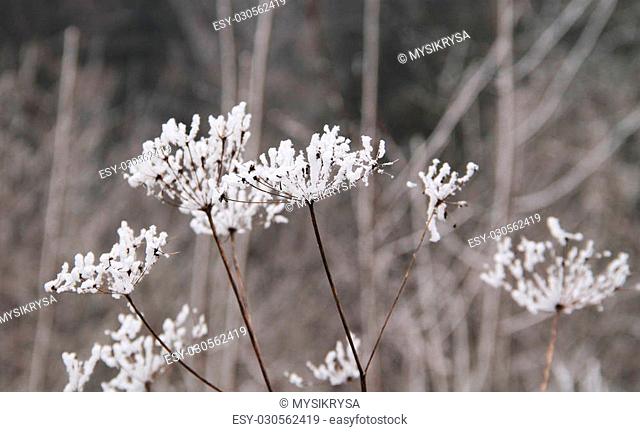 close photo of ground elder covered with hoarfrost and snow