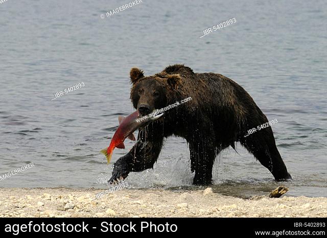 Kamchatka brown bear (Ursus arctos beringianus) with captured salmon, Kuril Lake, Kamchatka Peninsula (Ursus arctos piscator), Kamchatka, Kamchatka brown bear