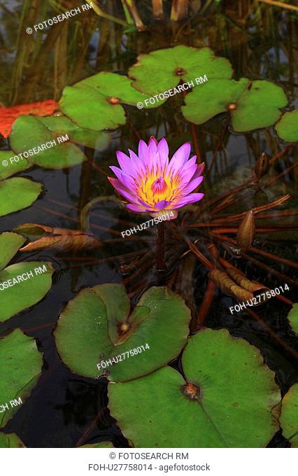 flower water nature nymphaea capensis pink lilly