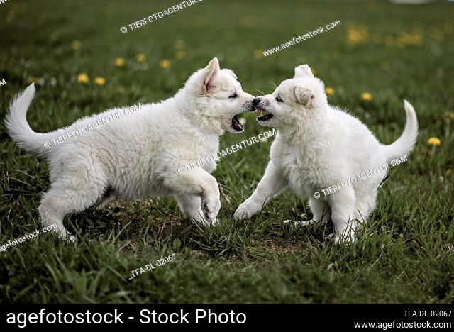 White shepherd puppies