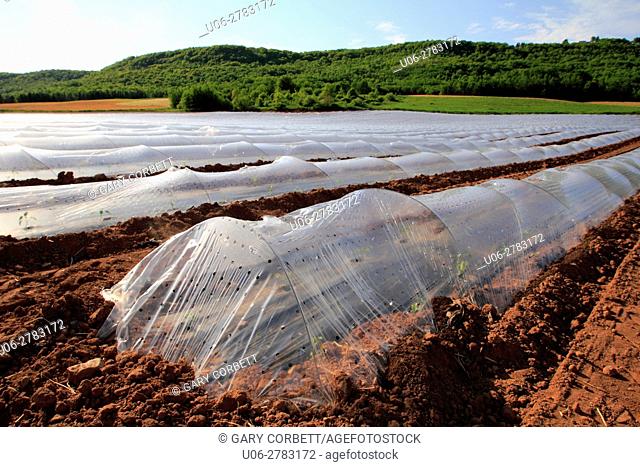 greenhouse structures fitted over crops in the field to accelerate growth
