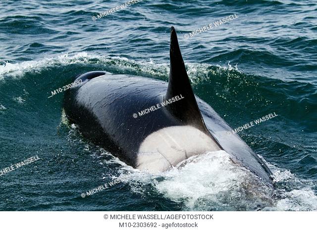 Transient Orca T26A hunting down a Harbor Seal pup whose hiding under our boat near Moresby Island