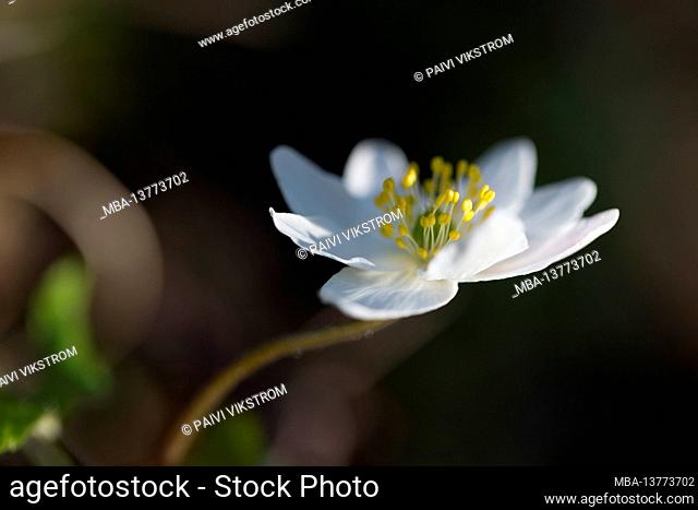 Close-up of Anemonoides nemorosa, Anemone nemorosa, wood anemone, dark background