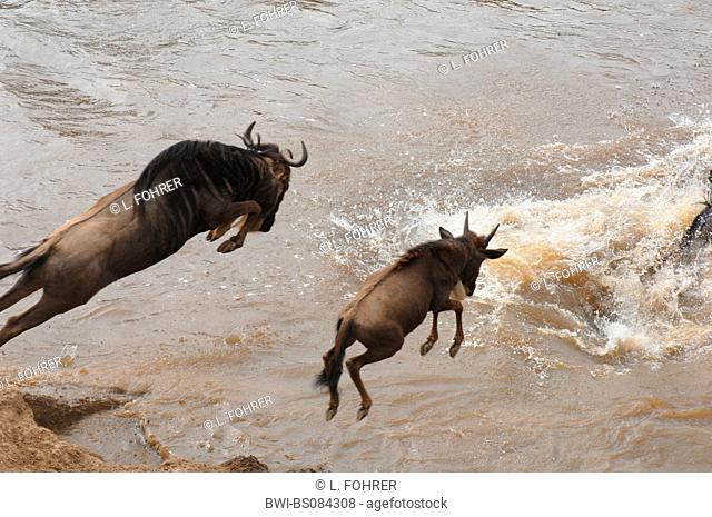 blue wildebeest, brindled gnu, white-bearded wildebeest (Connochaetes taurinus), jumping into the Mara river to cross it, Kenya, Masai Mara National Park
