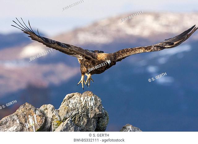golden eagle (Aquila chrysaetos), starting from a rock, Bulgaria, Sredna Gora, Sliven