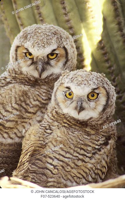 Great Horned Owl Chicks (Bubo virginianus). Arizona. Chick in nest in Saguaro Cactus. A really large owl with ear tufts or 'horns'