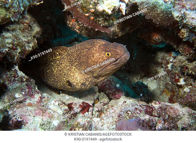Yellow margin moray eel (Gymnothorax flavimarginatus) looking out of his hole, Indian Ocean, Maledives, South Asia