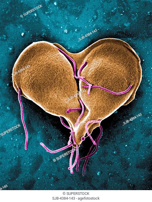 This digitally-colorized scanning electron micrograph SEM depicted a Giardia lamblia protozoan that was about to become two, separate organisms