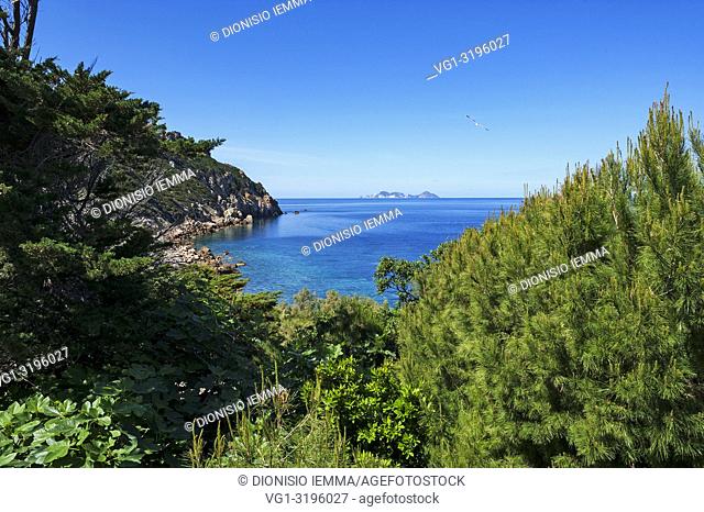 Zannone, Isole Ponziane, Latina district, Latium, Lazio, National Park of Circeo, Italy, Europe, a stretch of coast of the island seen from the lighthouse...
