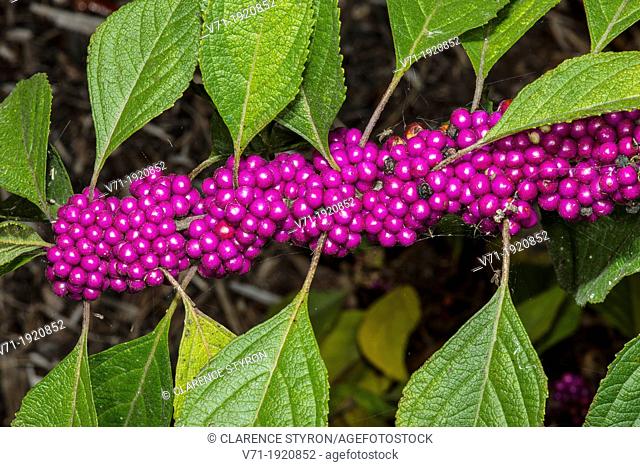 Beauty Berry Callicarpa americana Berries and Leaves, Corolla, NC, USA