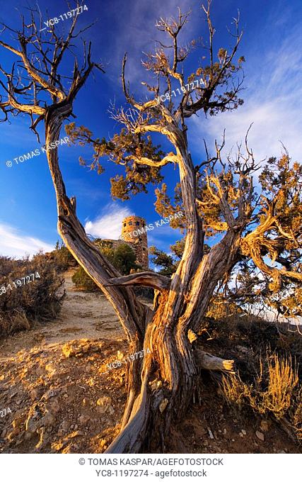 Desert View Watch tower with framed by Juniper tree at sunrise, Grand Canyon national park