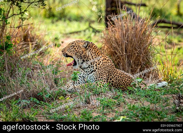 Yawning Leopard in the Kruger National Park, South Africa