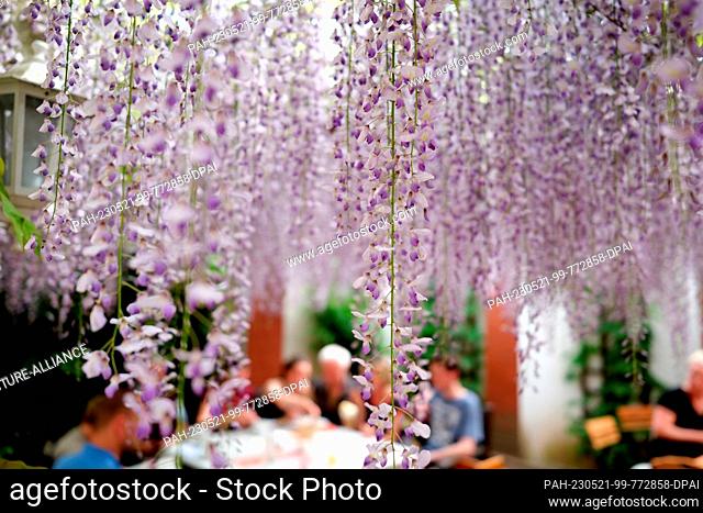21 May 2023, Saxony-Anhalt, Orangenbaum-Wörlitz: So-called Blue Rain or Chinese Wisteria blooms on the outdoor seating area of a restaurant at the Wörlitz...