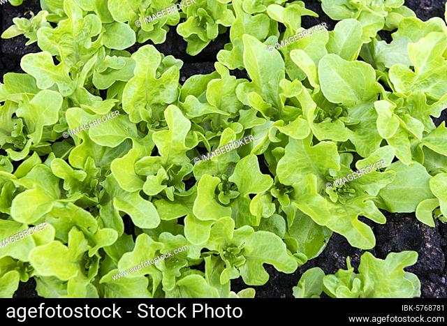 Lettuce, young plants in vegetable beds, Austria, Europe