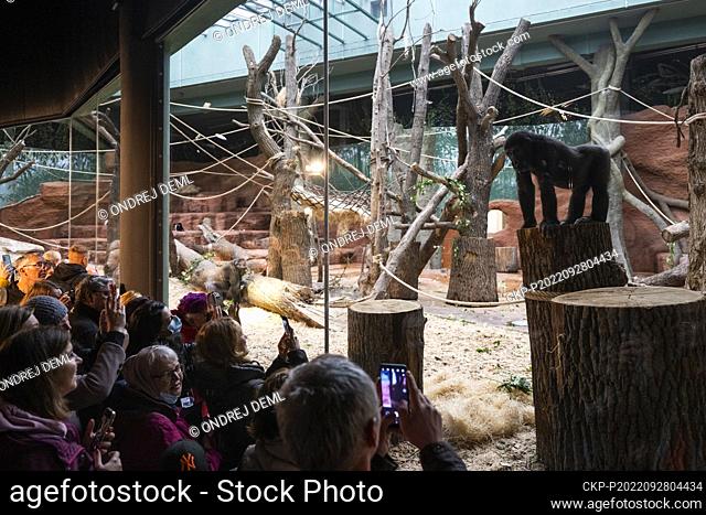 Opening of the Dja Reserve - Prague Zoo’s new gorilla house, on September 28, 2022, in Prague, Czech Republic. On the photo is seen western lowland...