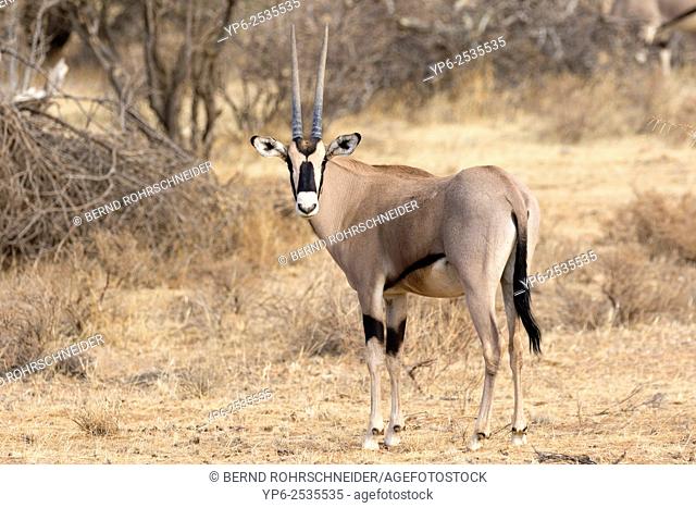 Beisa Oryx (Oryx beisa) in semi-desert, Samburu National Reserve, Kenya