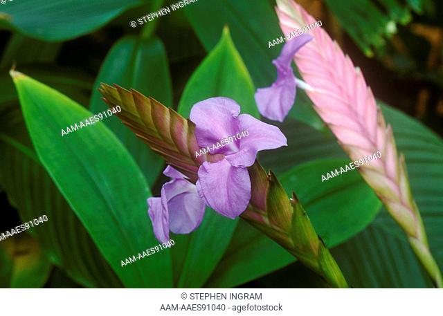 Pink Quill Flowers (Tillandsia cyanea) Selby BG/Sarasota, FL