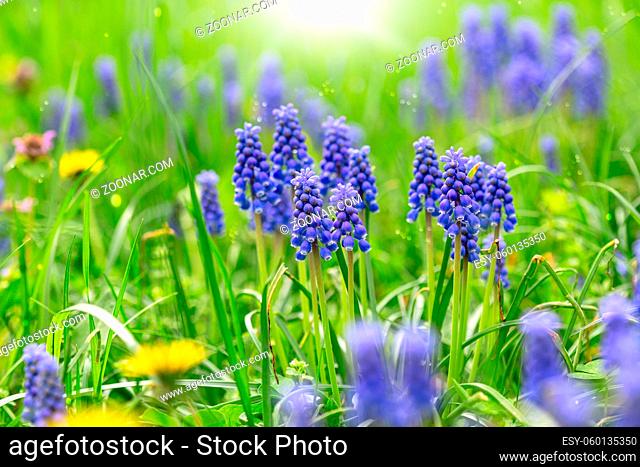 Beautiful spring muscari hyacinth flowers. Easter nature festival background with blue blooming flowers in green grass. Spring flower background