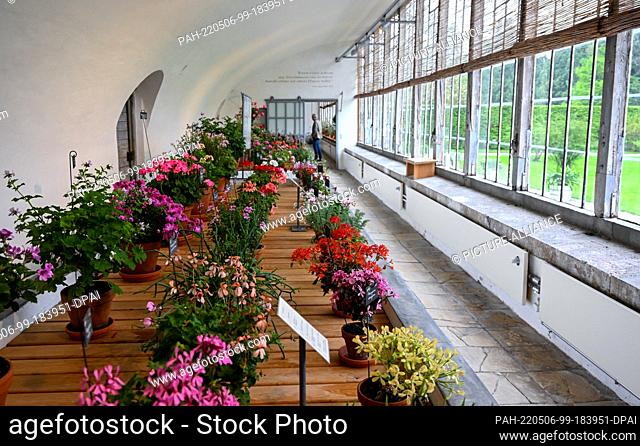 06 May 2022, Bavaria, Munich: Different types of pelargoniums are on display in the exhibition ""Fascination Pelargoniums. Shapes. Colors. Scents