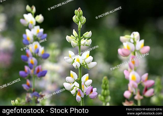 PRODUCTION - 26 July 2021, Mecklenburg-Western Pomerania, Groß Lüsewitz: Andean lupine, which is intended to support the growth of maize as a nitrogen supplier