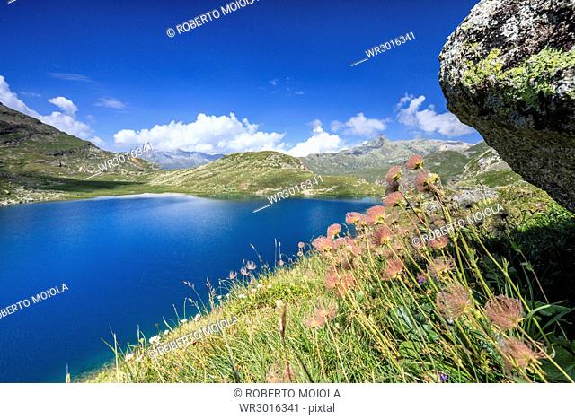 Wild flowers on the shore of alpine lake, Leg Grevasalvas, Julierpass, Maloja, Engadine, Canton of Graubunden, Swiss Alps, Switzerland, Europe