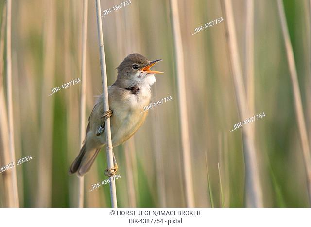 Reed warbler (Acrocephalus scirpaceus), Wittlich, Rhineland-Palatinate, Germany