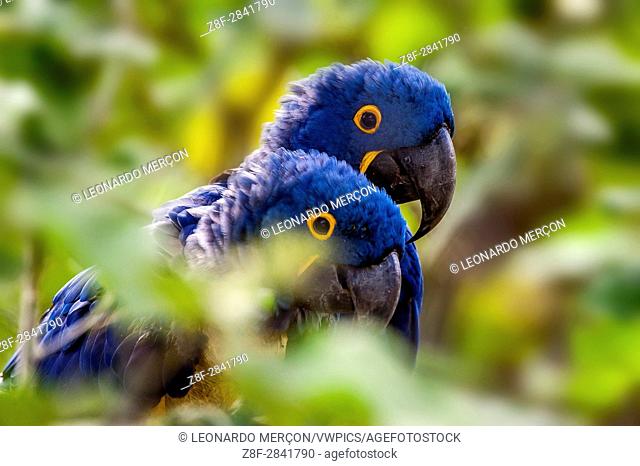 Hyacinth Macaw (Anodorhynchus hyacinthinus) lives in the biomes of the Amazon and especially in the Cerrado and Pantanal