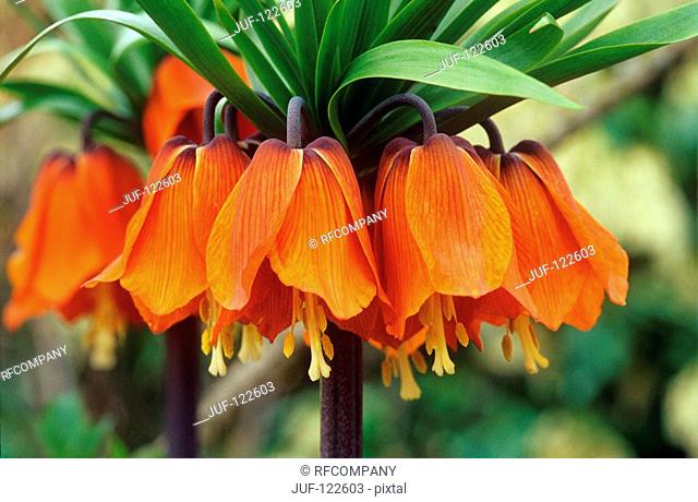 Crown imperial / Fritillaria imperialis