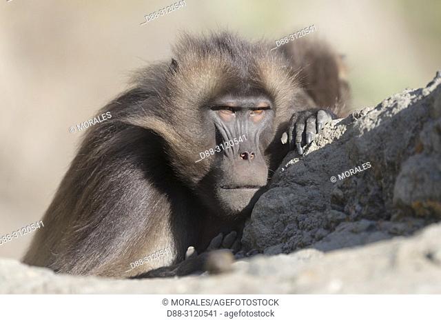 Africa, Ethiopia, Rift Valley, Debre Libanos, Gelada or Gelada baboon (Theropithecus gelada), dominant male, resting