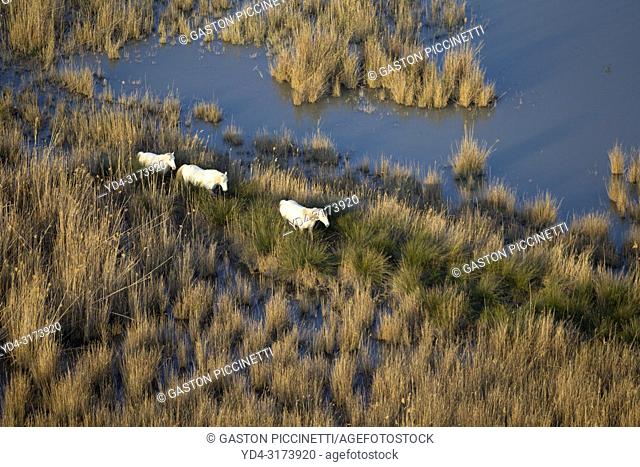 Aerial view picture. Horses in the Albufera Natural Park, Alcudia, Mallorca, Balearic Island, Spain.