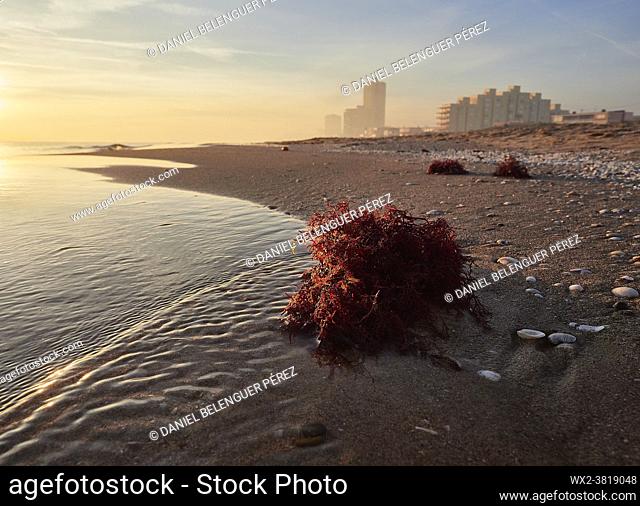 red seaweed in the beach at sunrise in the Perelló beach, on Albufera de Valencia nature reserve, Valencia, Spain