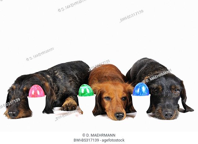 Wire-haired Dachshund, Wire-haired sausage dog, domestic dog (Canis lupus f. familiaris), three dachshunds lying next to each other behind egg cups with colored...