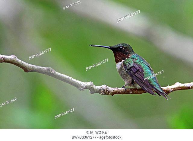 Ruby-throated hummingbird (Archilochus colubris), male, USA, Florida, Fort de Soto