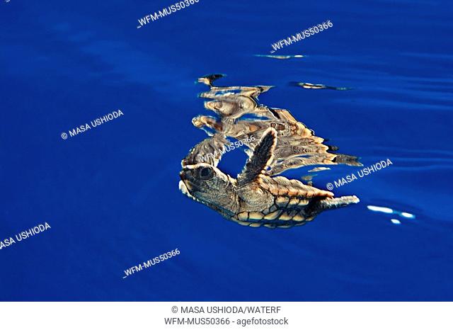 loggerhead sea turtle hatchling, Caretta caretta, Sargasso Sea, Atlantic Ocean