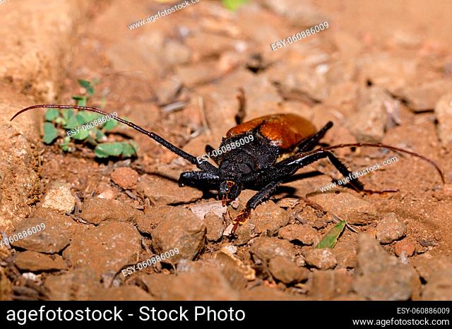 big bug Longhorn Beetle, Hoplideres aquilus, Ankarafantsika National Park, Madagascar wildlife, Africa