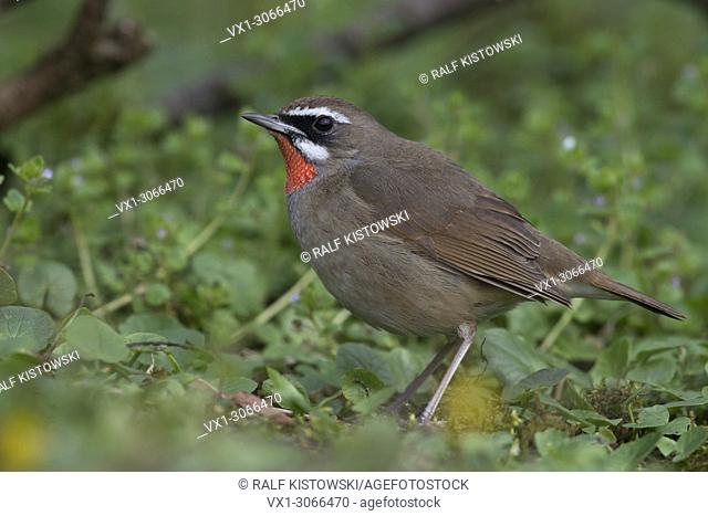 Siberian Rubythroat ( Luscinia calliope ), male bird, extremly rare winter guest in Western Europe, first record in the Netherlands, wildlife, Europe