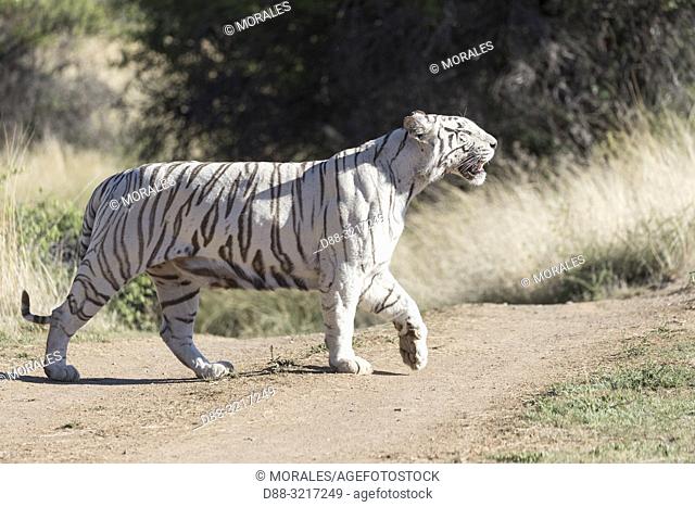 Afrique du Sud, Réserve privée, Tigre du Bengale (Panthera tigris tigris), en déplacement / South Africa, Private reserve