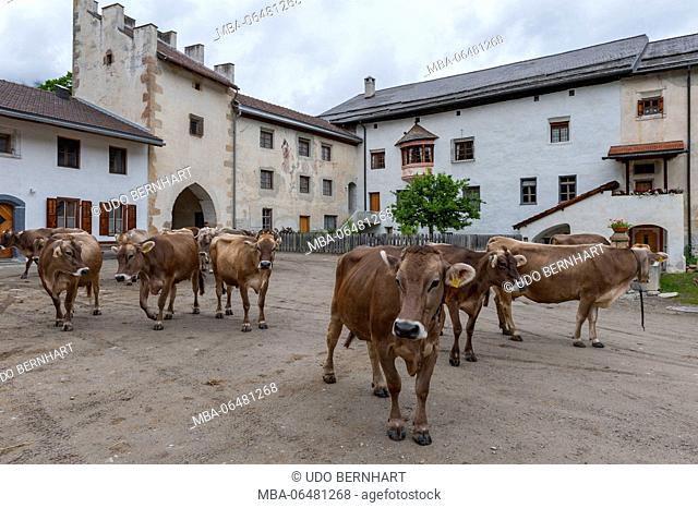 Switzerland, Canton of Grisons, Müstair, Benedictine abbey St. Johann in the Münstertal, cows in the abbey courtyard