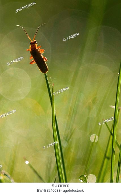 black-tipped soldier beetle Rhagonycha fulva, sitting at a grass blade, Germany, Rhineland-Palatinate