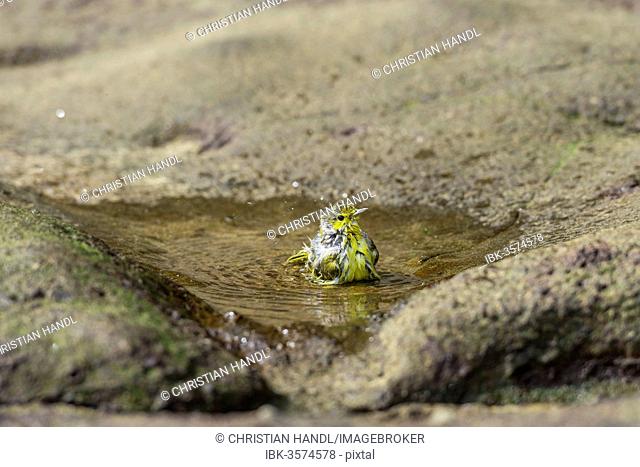 Yellow Warbler (Dendroica petechia) taking a bath, Punta Pitt, Isla de San Cristobal, Galápagos Islands