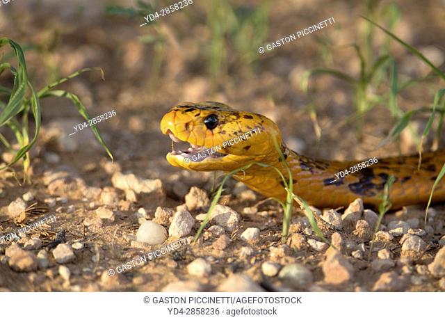Cape cobra, yellow cobra (Naja nivea), Kgalagadi Transfrontier Park, Kalahari desert, South Africa/Botswana