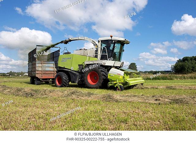 Forage harvesting silage, Claas Jaguar 850 forage harvester cutting grass and loading wagon, Alunda, Uppsala, Sweden, August