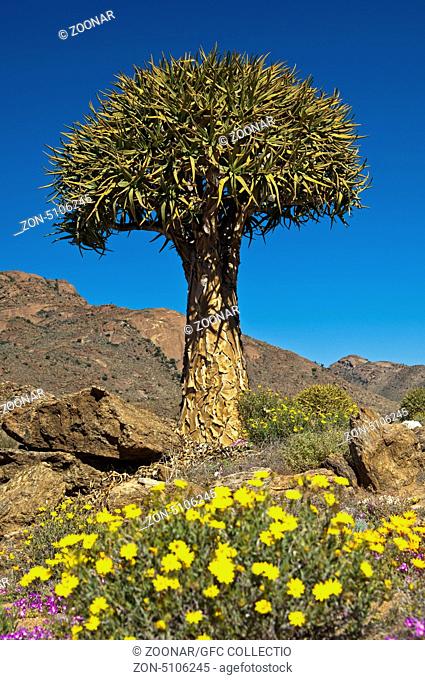 Giant Quiver tree, Namaqualand, South Africa